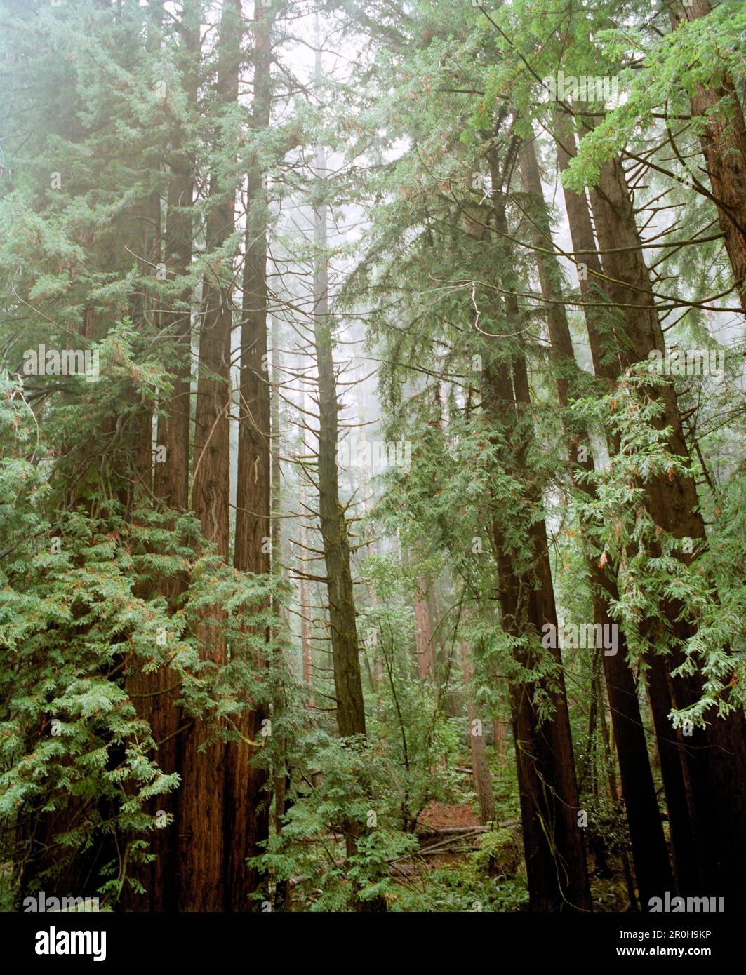 USA, California, alberi di sequoia nella foresta, Hwy 1 Foto Stock