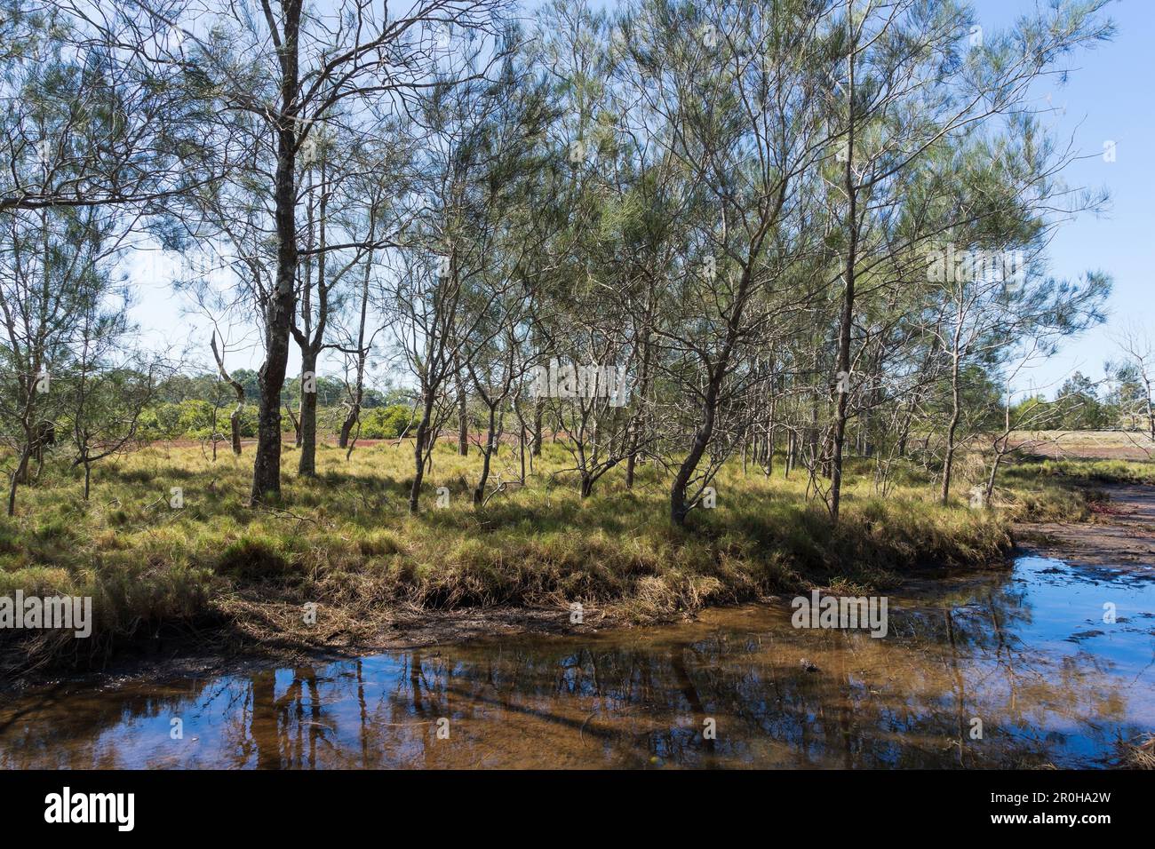 Alberi di Casuarina che crescono nel campo erboso riflesso in acqua tirata. Lota Wetlands, Queensland, Australia Foto Stock