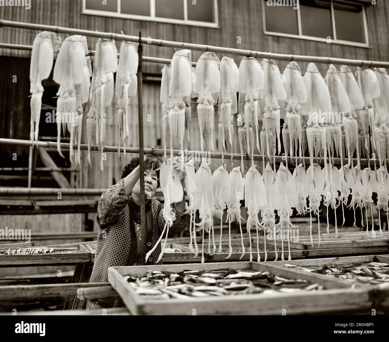 GIAPPONE, Kyushu, donna matura che appende calamari ad asciugare in un mercato del pesce, Yobuko (B&W) Foto Stock