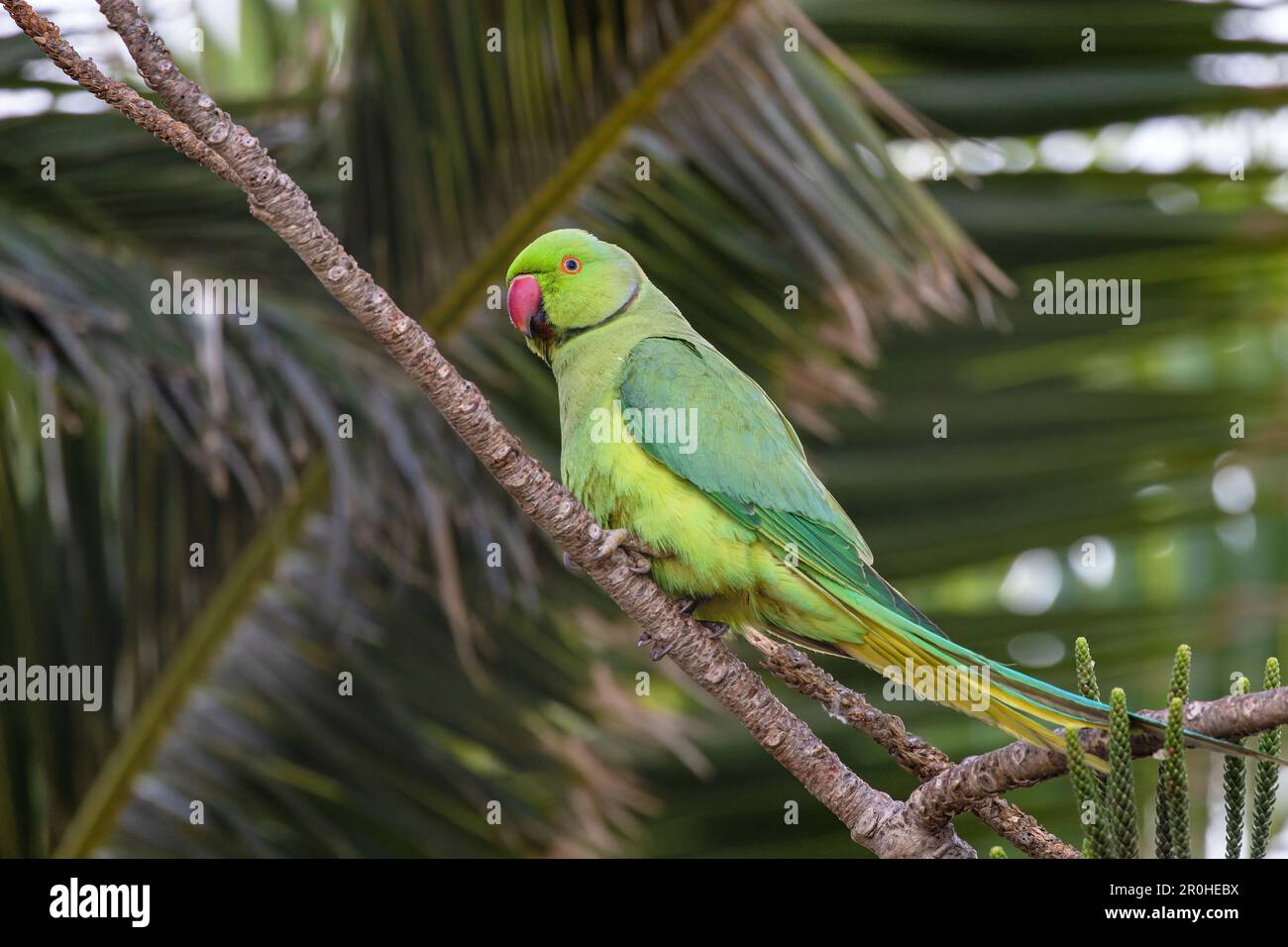 Parakeet con anello di rosa (Psittacula krameri), maschio seduto sul ramo di fronte alle foglie di palma, Isole Canarie, Lanzarote, Arrecife Foto Stock