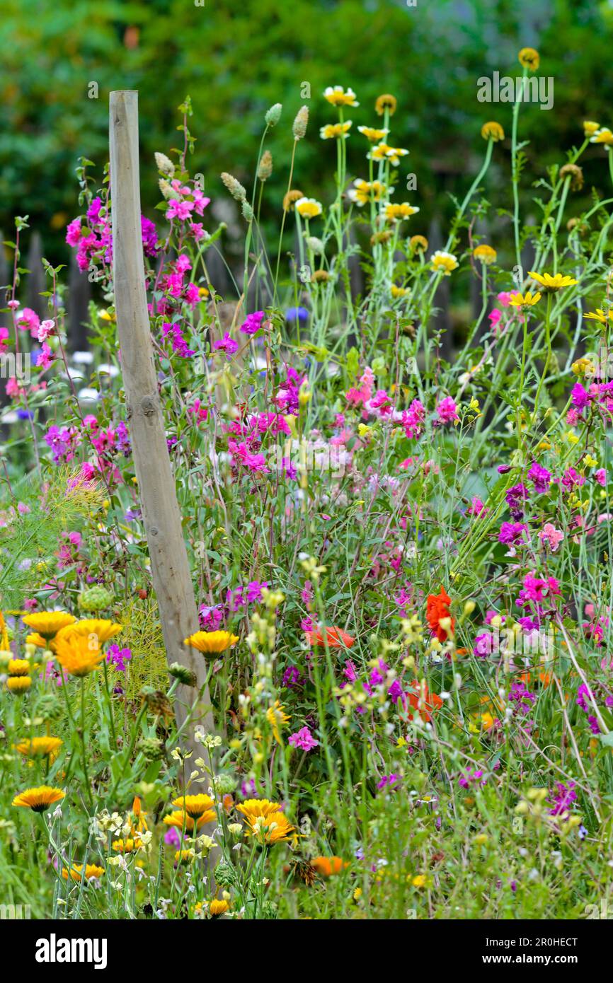Colorato fiore sp chiamato selvaggio prato in un giardino, Germania Foto Stock