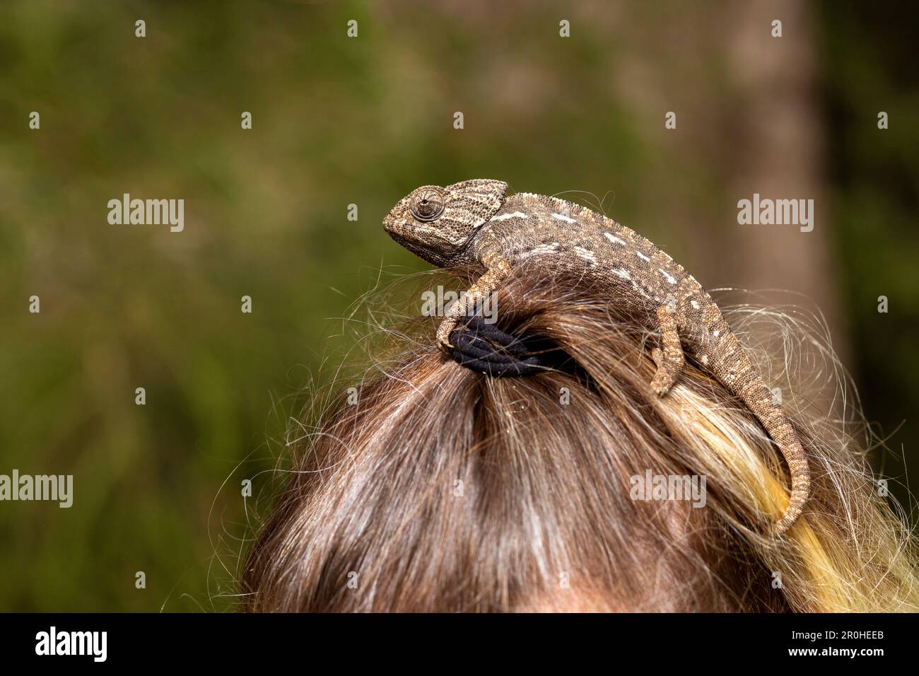Camaleonte mediterraneo, camaleonte africano, camaleonte comune (chamaeleo chamaeleon), doma individuale siede sulla testa di una donna, Spagna, Andalusia Foto Stock