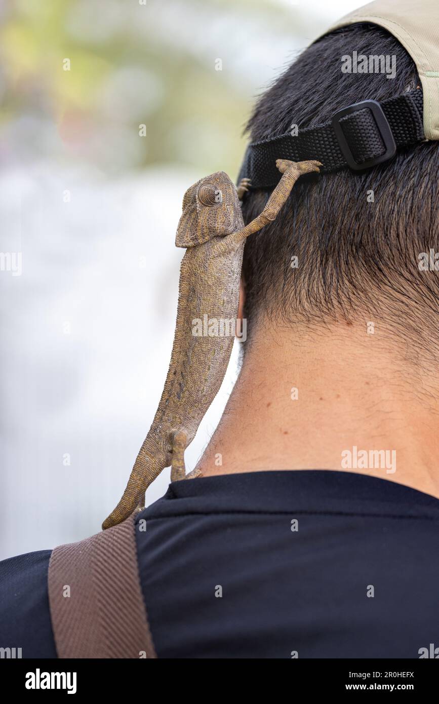 Camaleonte mediterraneo, camaleonte africano, camaleonte comune (Chamaeleo chamaeleon), scalata individuale sulle spalle di un uomo, Spagna, Foto Stock