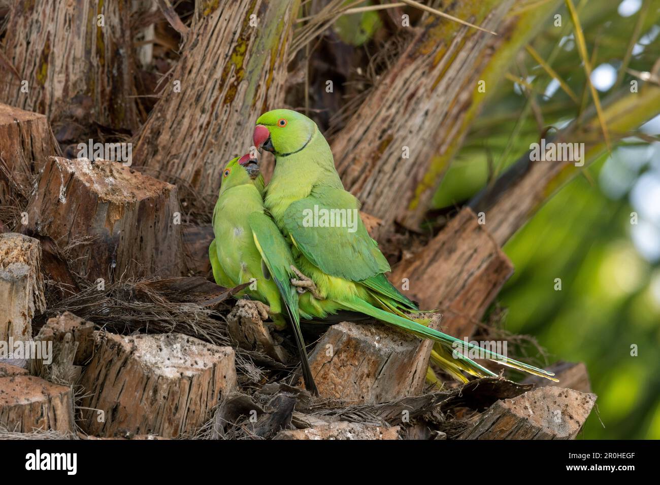 Parakeet con anelli di rosa (Psittacula krameri), codulo su una palma, Isole Canarie, Lanzarote, Arrecife Foto Stock