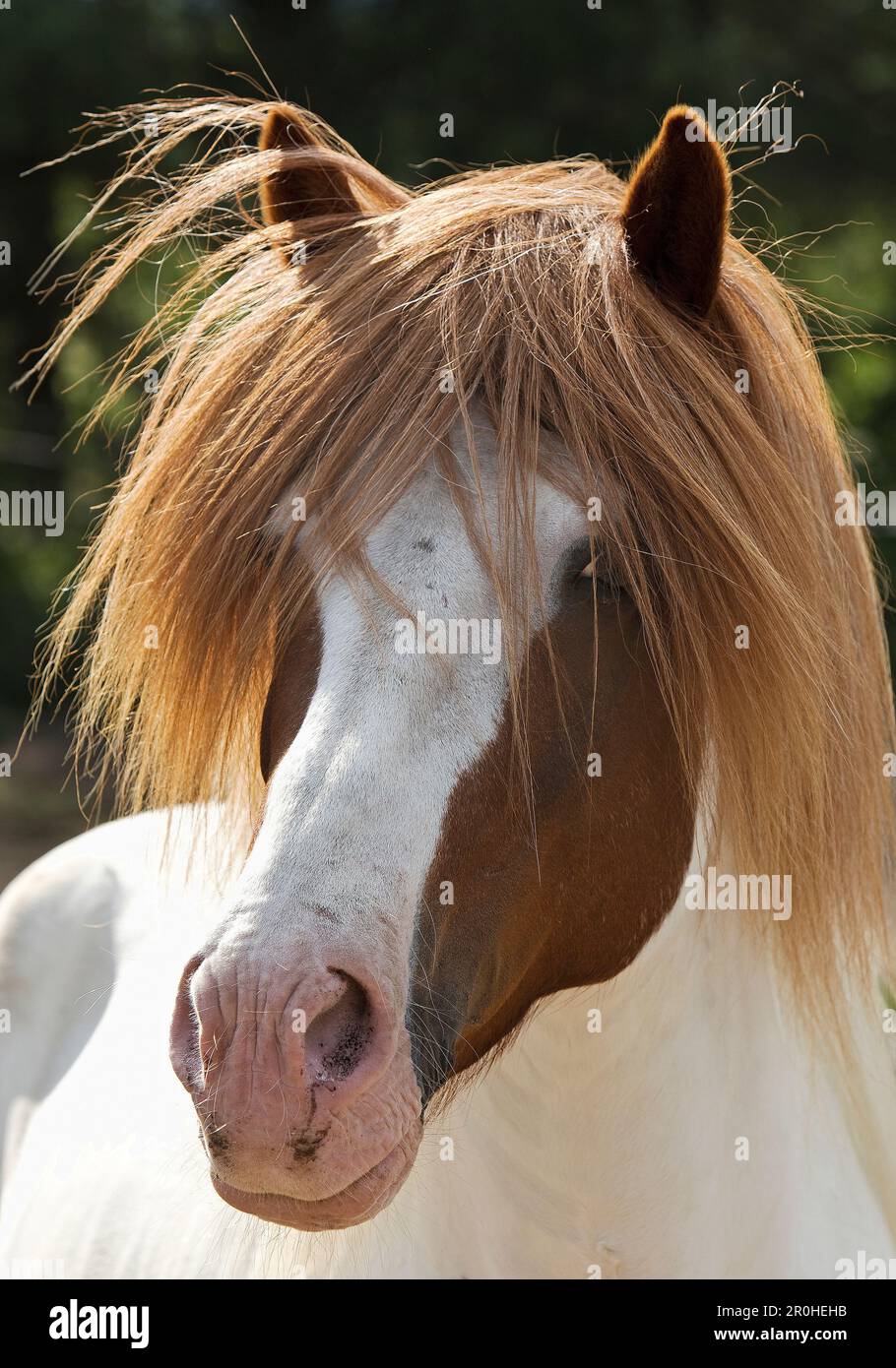 Islandese cavallo, cavallo islandese, Islanda pony (Equus przewalskii f. caballus), ritratto, Islanda Foto Stock