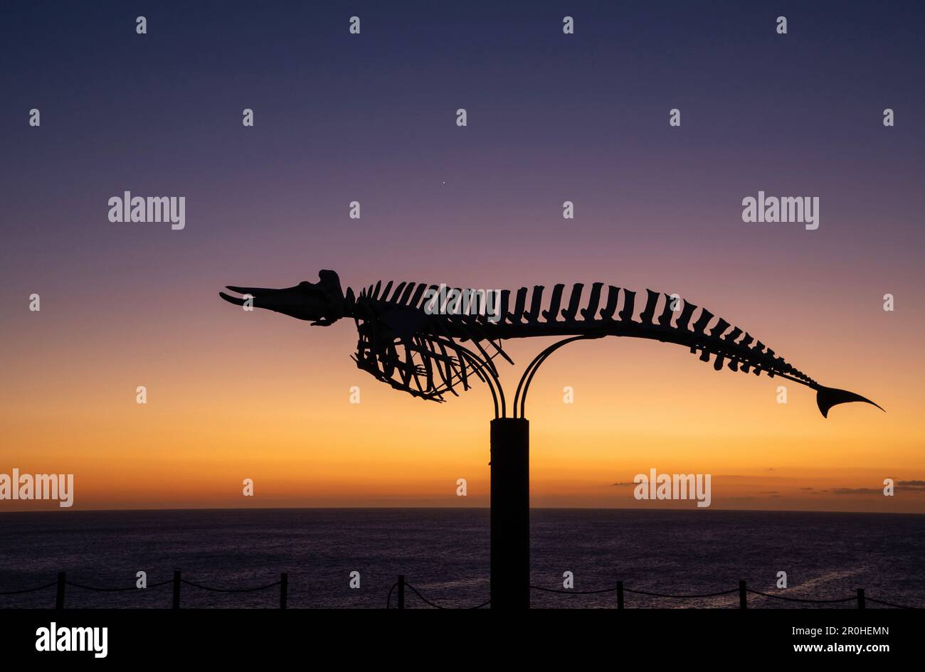 La balena dal becco d'oca di Cuvier, la balena dal becco di Cuvier (Ziphius cavirostris), il memoriale dello scheletro sulla costa di El Cotillo al tramonto, Isole Canarie, Foto Stock
