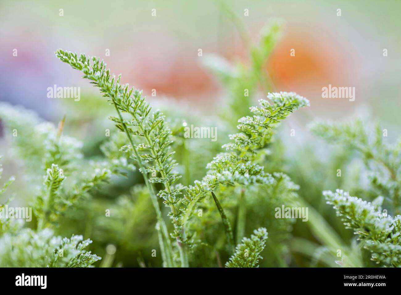 Comune yarrow, Milfoil (Achillea millefolium), foglie con hoarfrost, Germania Foto Stock