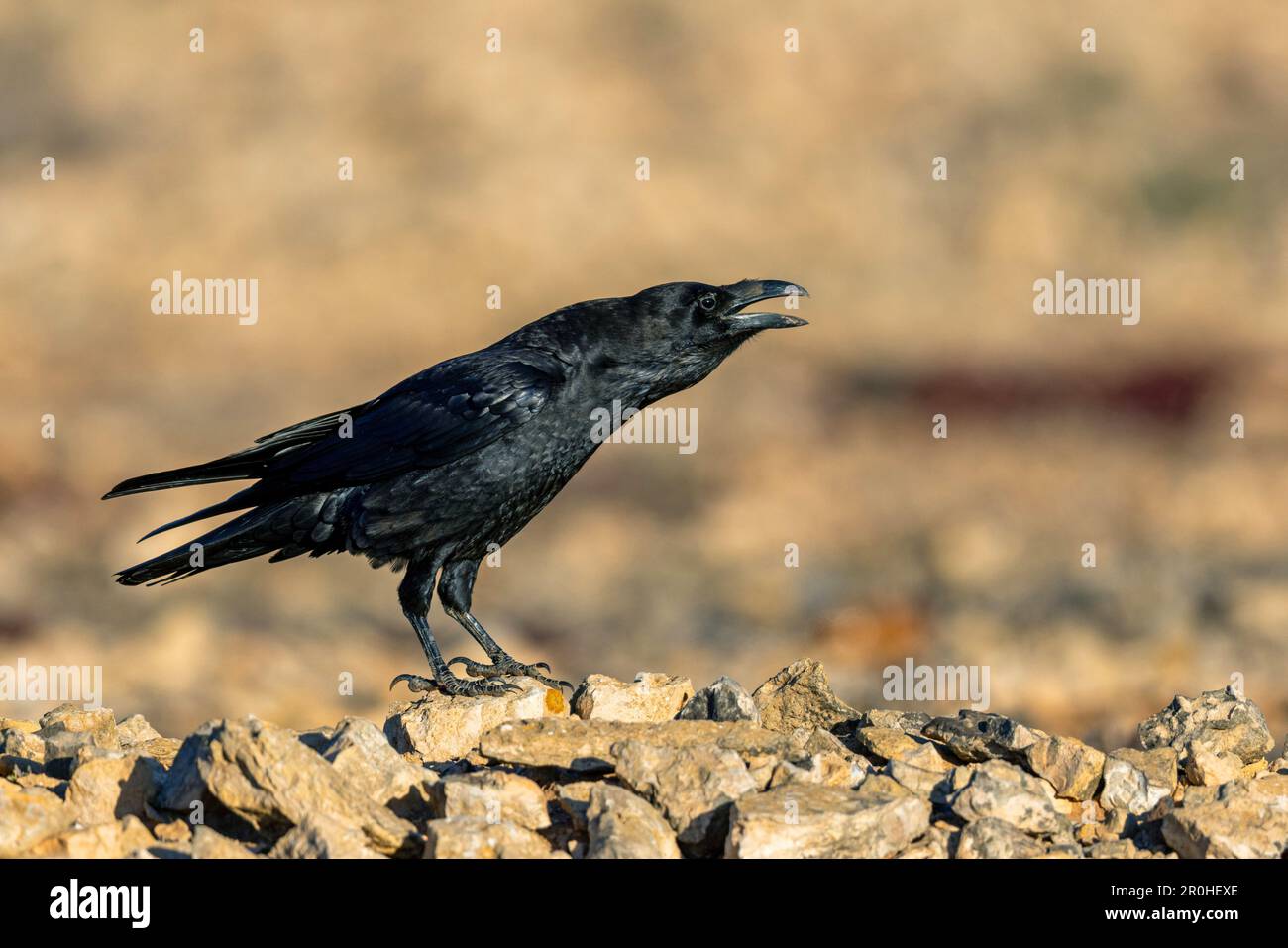 Raven (Corvus corax canariensis, Corvus canariensis), in piedi in semidesert, chiamate, Isole Canarie, Fuerteventura Foto Stock
