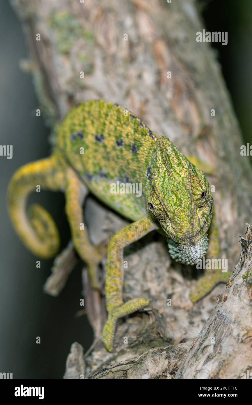 Camaleonte mediterraneo, camaleonte africano, camaleonte comune (camaleonte), arrampicata su un tronco, Spagna, Andalusia Foto Stock