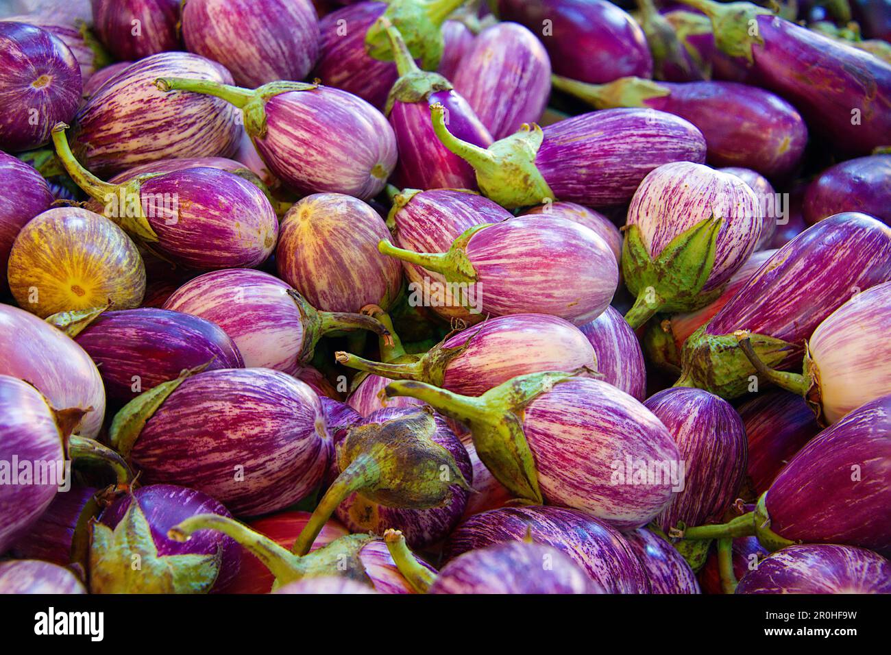 Melanzane, melanzane (Solanum melongena), molte piccole melanzane fresche su un mercato locale, Giordania Foto Stock