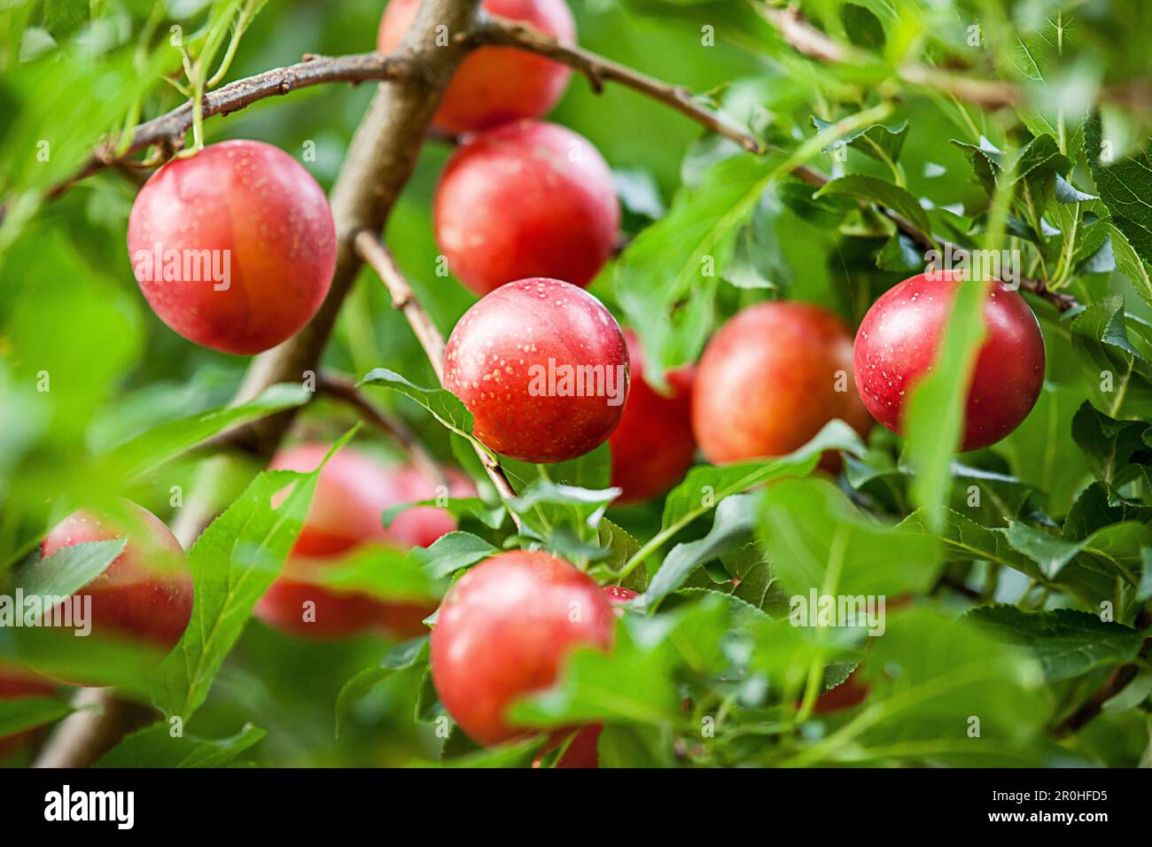 Prugna di ciliegia, prugna di Myrobalan (Prunus cerasifera), prugna di ciliegia su un ramo, Germania Foto Stock