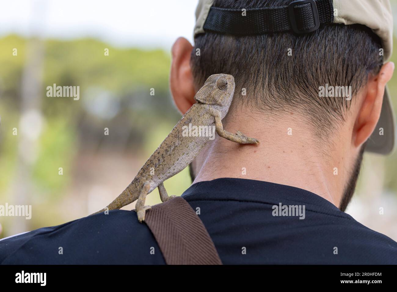 Camaleonte mediterraneo, camaleonte africano, camaleonte comune (Chamaeleo chamaeleon), scalata individuale sulle spalle di un uomo, Spagna, Foto Stock