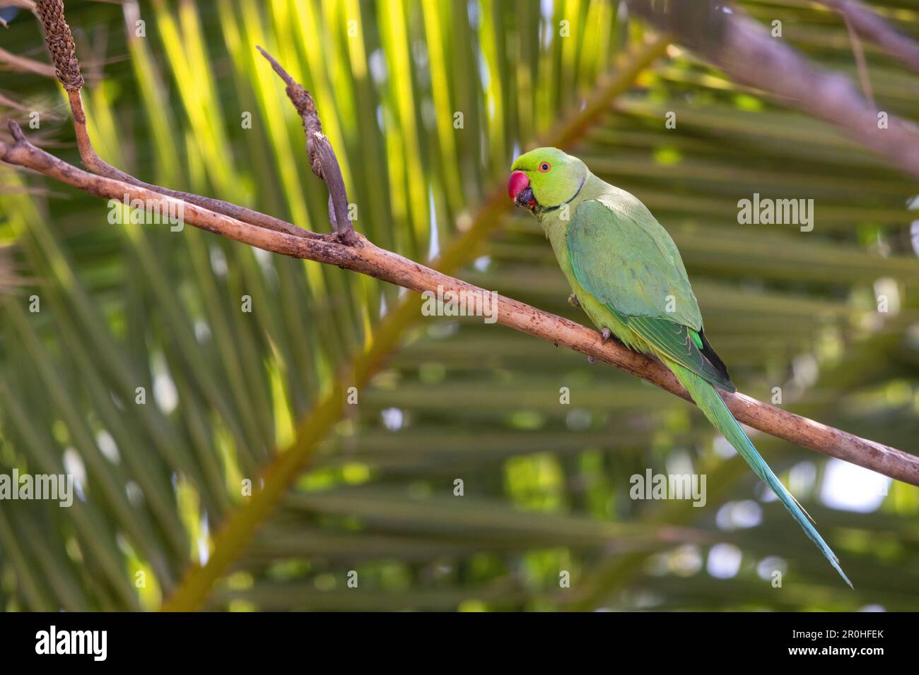 Parakeet con anello di rosa (Psittacula krameri), maschio seduto sul ramo sotto le foglie di palma, Isole Canarie, Lanzarote, Arrecife Foto Stock