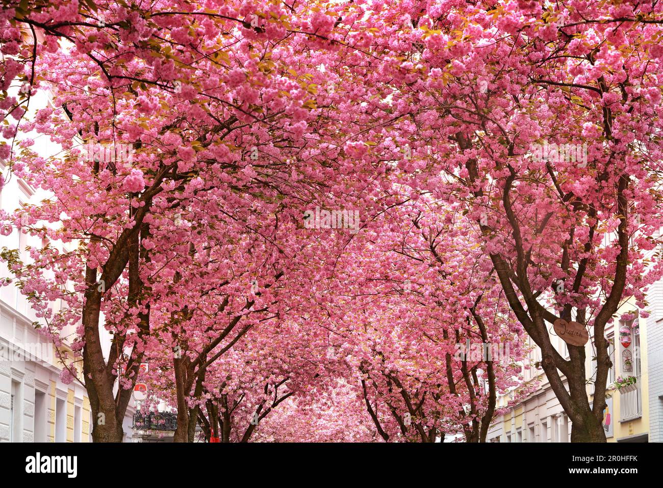 Ciliegio orientale (Prunus serrulata), vicolo dei ciliegi Foto Stock