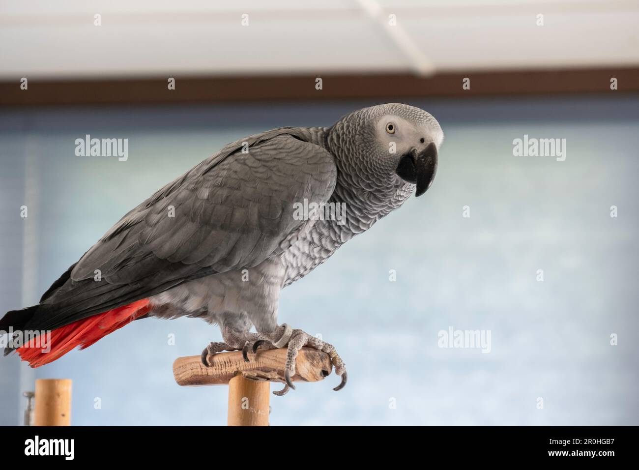 Pappagallo grigio africano femmina di venticinque anni, coda rossa, Psittacus erithacus, su un persico di legno. STATI UNITI Foto Stock