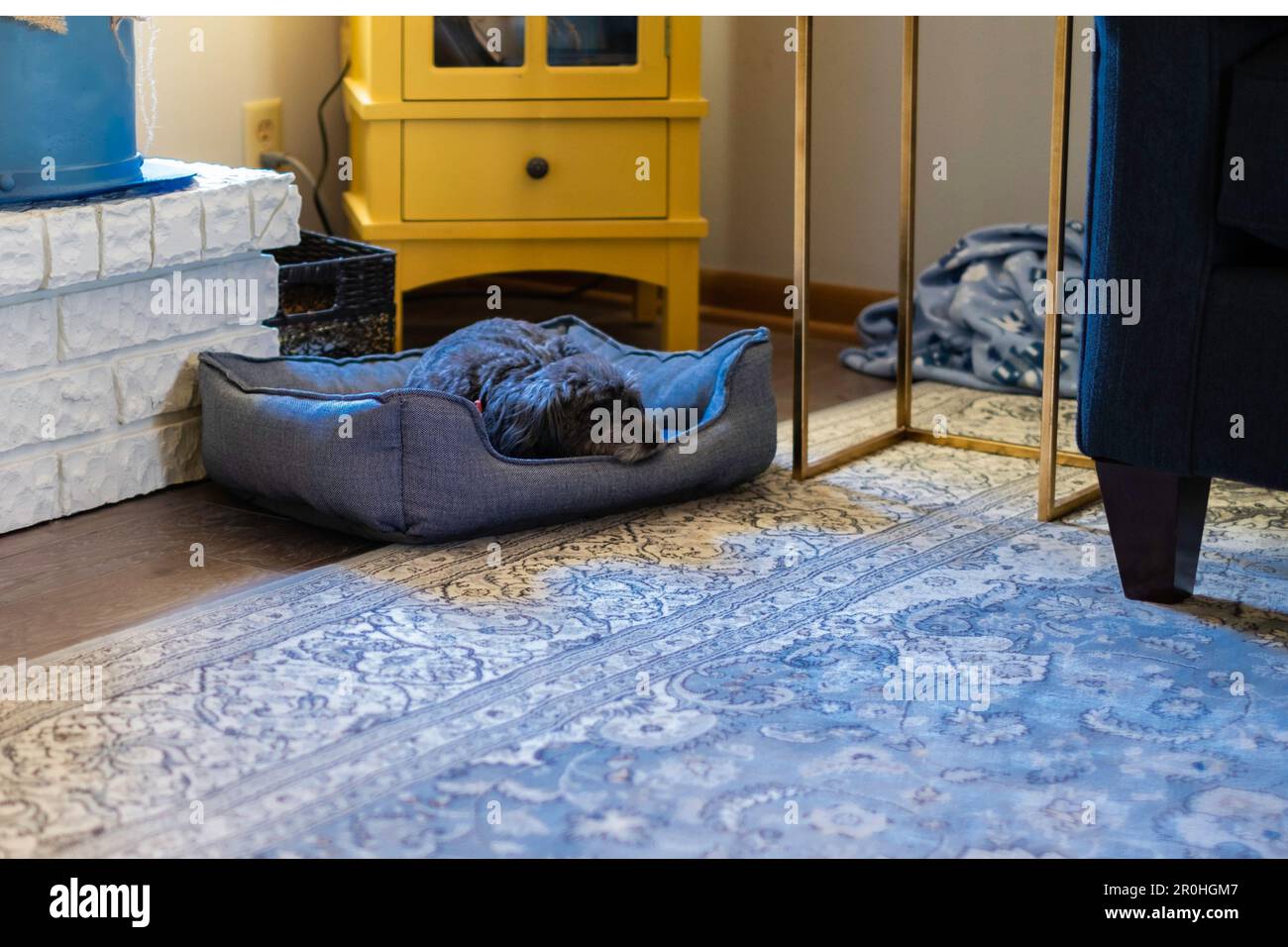 Un cane misto di razza poodle si trova nel suo letto di animale domestico e riposa nel soggiorno di una casa, Stati Uniti. Foto Stock