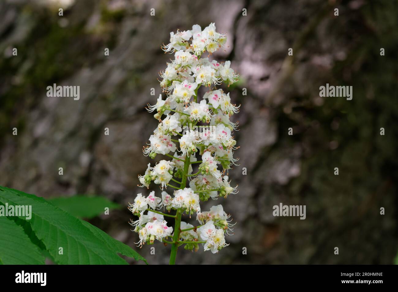 Aesculus hippocastanum L. fiori bianchi di un castagno di cavallo su sfondo sfocato in primavera Foto Stock