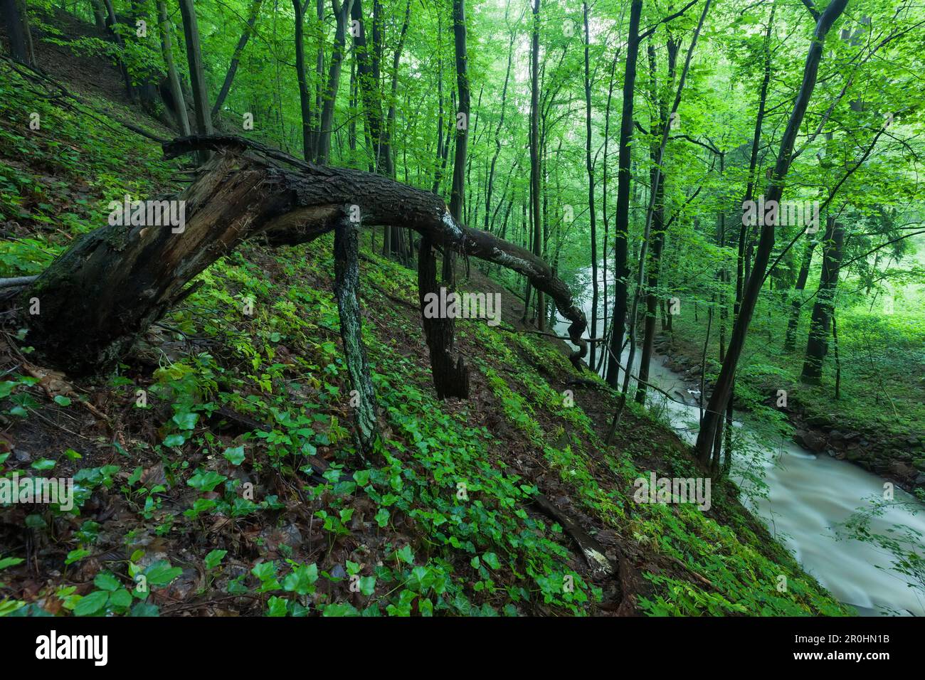 Fiume Saubach che attraversa una foresta mista decidua in primavera, Klipphausen, Sassonia, Germania Foto Stock