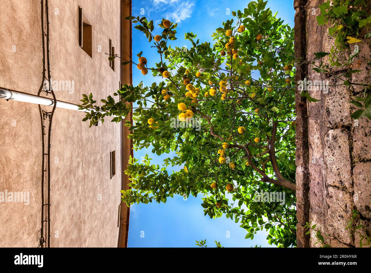 Limoni nel centro storico di Sorrento, Penisola Sorrentina, Baia di Napoli, Campania, Italia Foto Stock