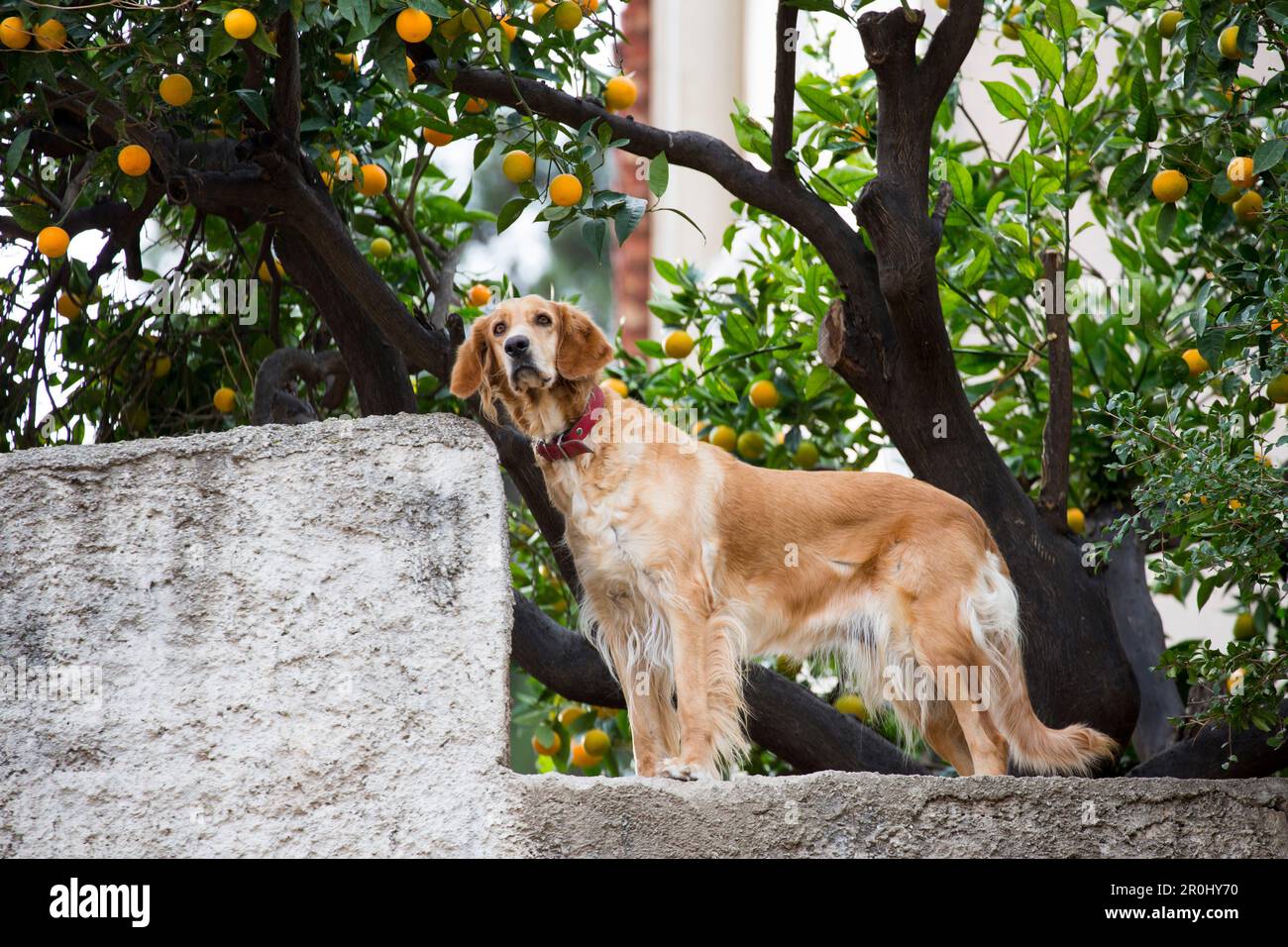 Cane sul muro sotto l'albero di Pomerance, Nafplio, Nauplia, Peloponneso, Grecia Foto Stock