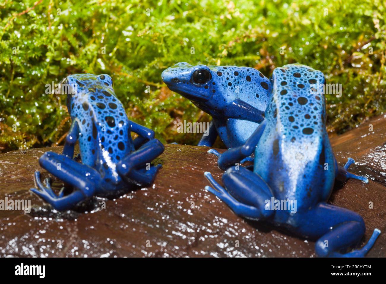 Blue Poison Dart Frog, Dendrobates tinctorius azureus, Suriname Foto Stock