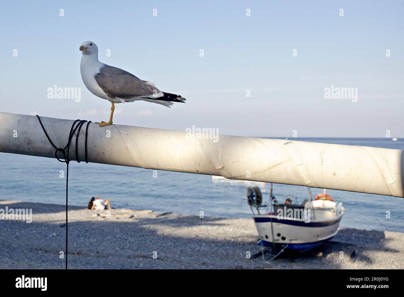 Gabbiano in spiaggia, finale Ligure, Provincia di Savona, Liguria, Italia Foto Stock