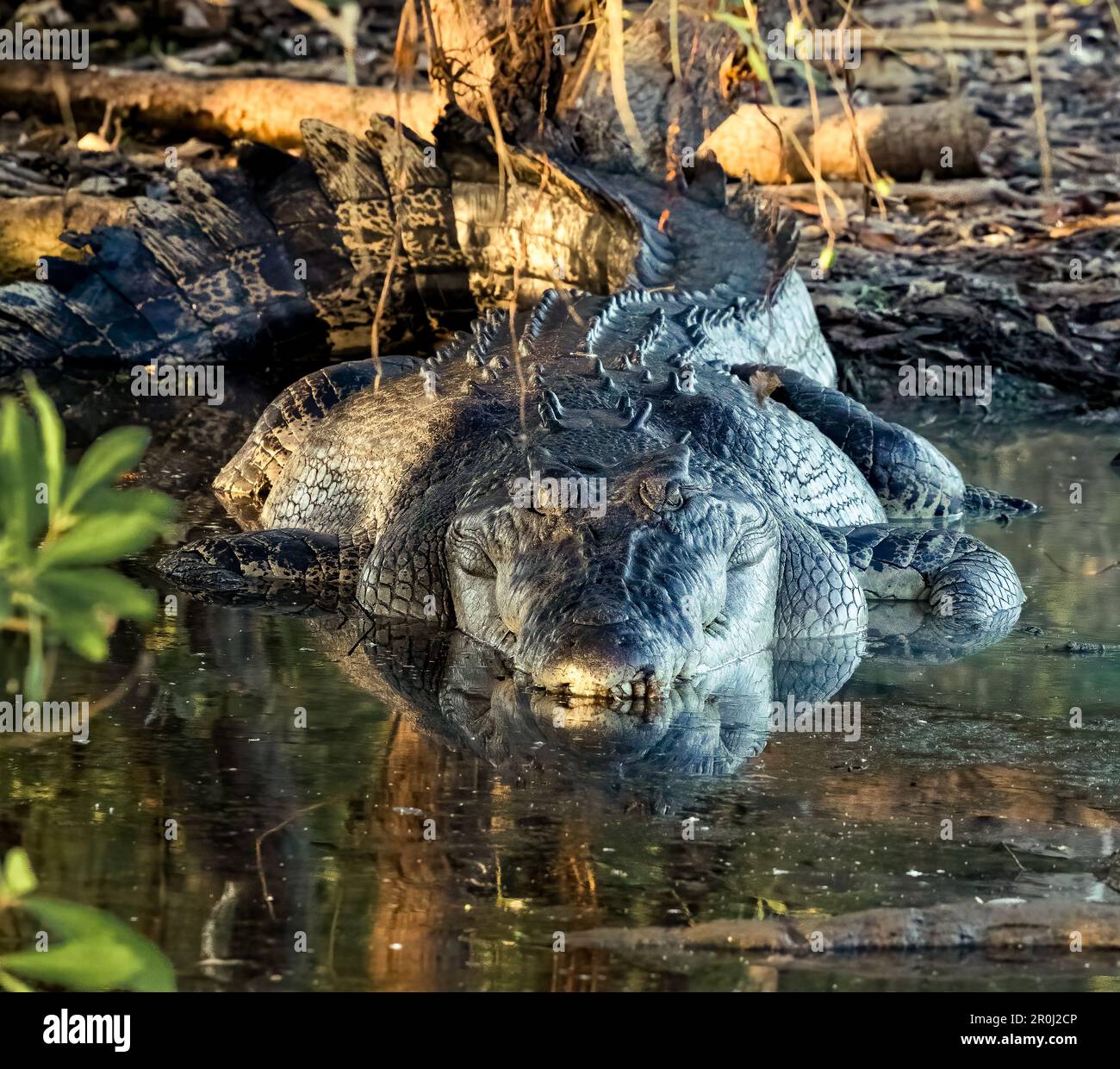 Coccodrillo australiano nel Parco Nazionale di Kakadu, territorio del Nord, Australia Foto Stock