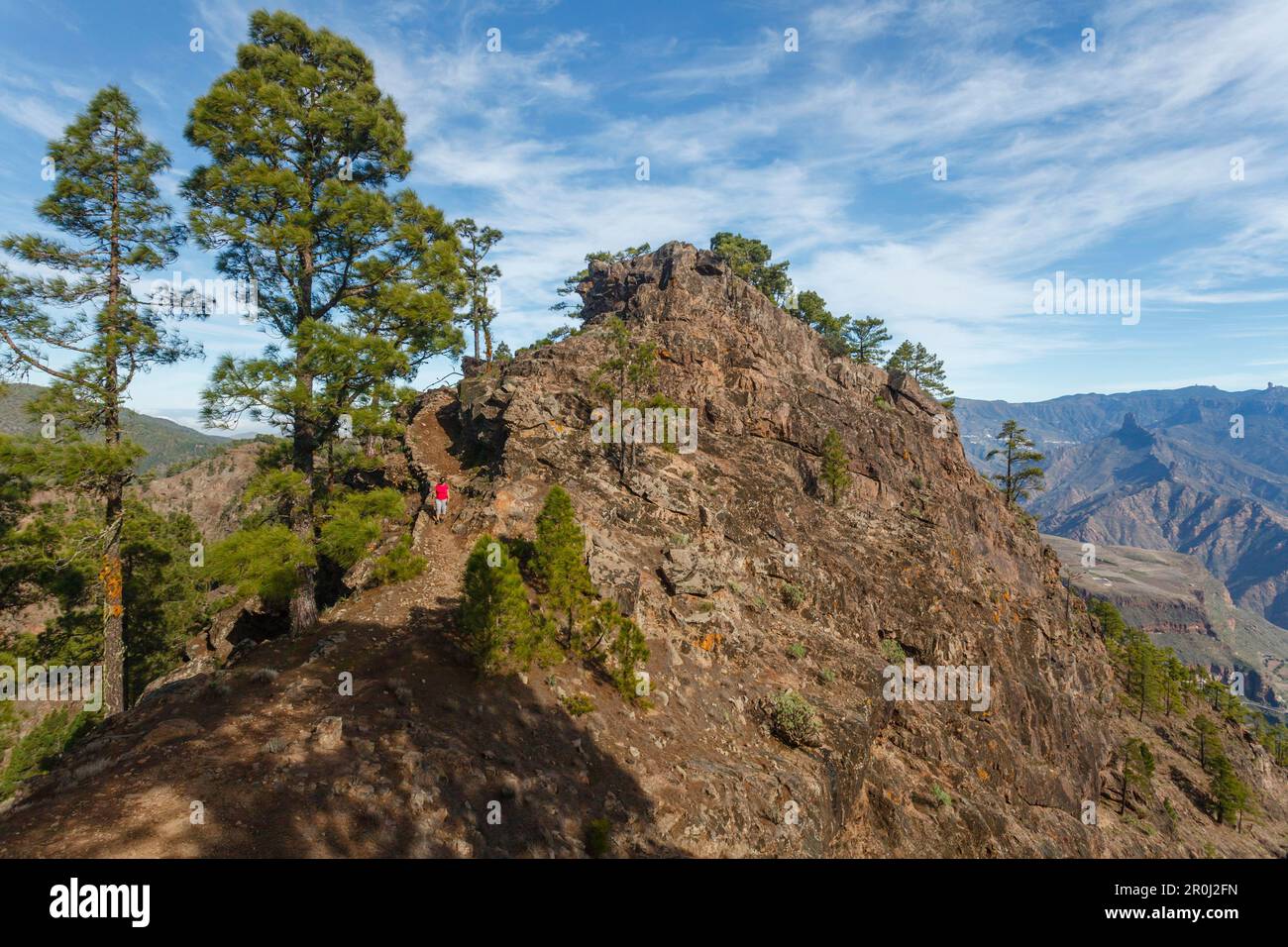 Escursioni a Altavista montagna, pini delle canarie, montagne, Roque Nublo e Roque Bentaiga sullo sfondo, Riserva Naturale, Parque Natural de Ta Foto Stock