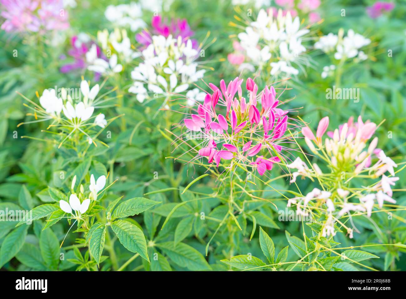 Cleome Hassleriana comunemente conosciuto come fiore di ragno, pianta di ragno, regina rosa, o biscuchi del nonno, nel giardino. Foto Stock