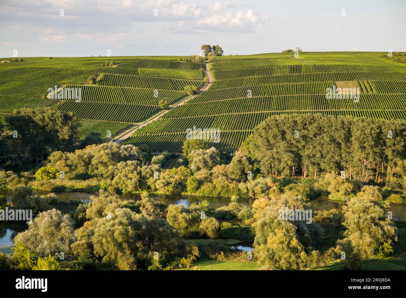 Vista sul Mainschleife dal fiume meno ai vigneti, vicino a Escherndorf, Franconia, Baviera, Germania Foto Stock