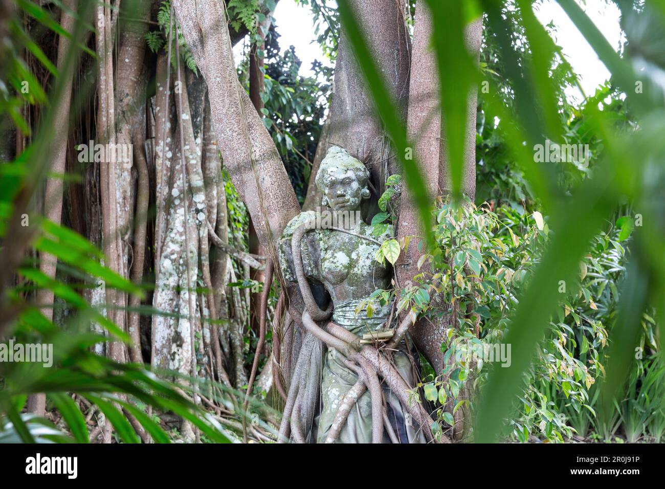 Stone figura intrecciano nelle radici, giardino del museo di arte di Puri Lukisan, Ubud Gianyar, Bali, Indonesia Foto Stock