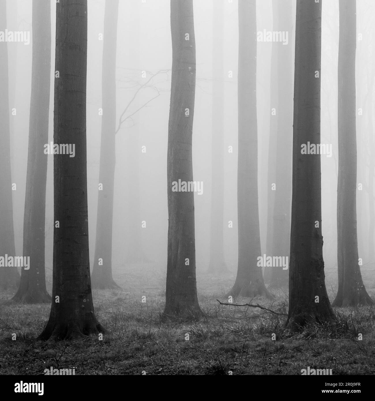 Katenhofer moor, Daenischer Wohld, Rendsburg-Eckernfoerde, Schleswig-Holstein, Germania Foto Stock