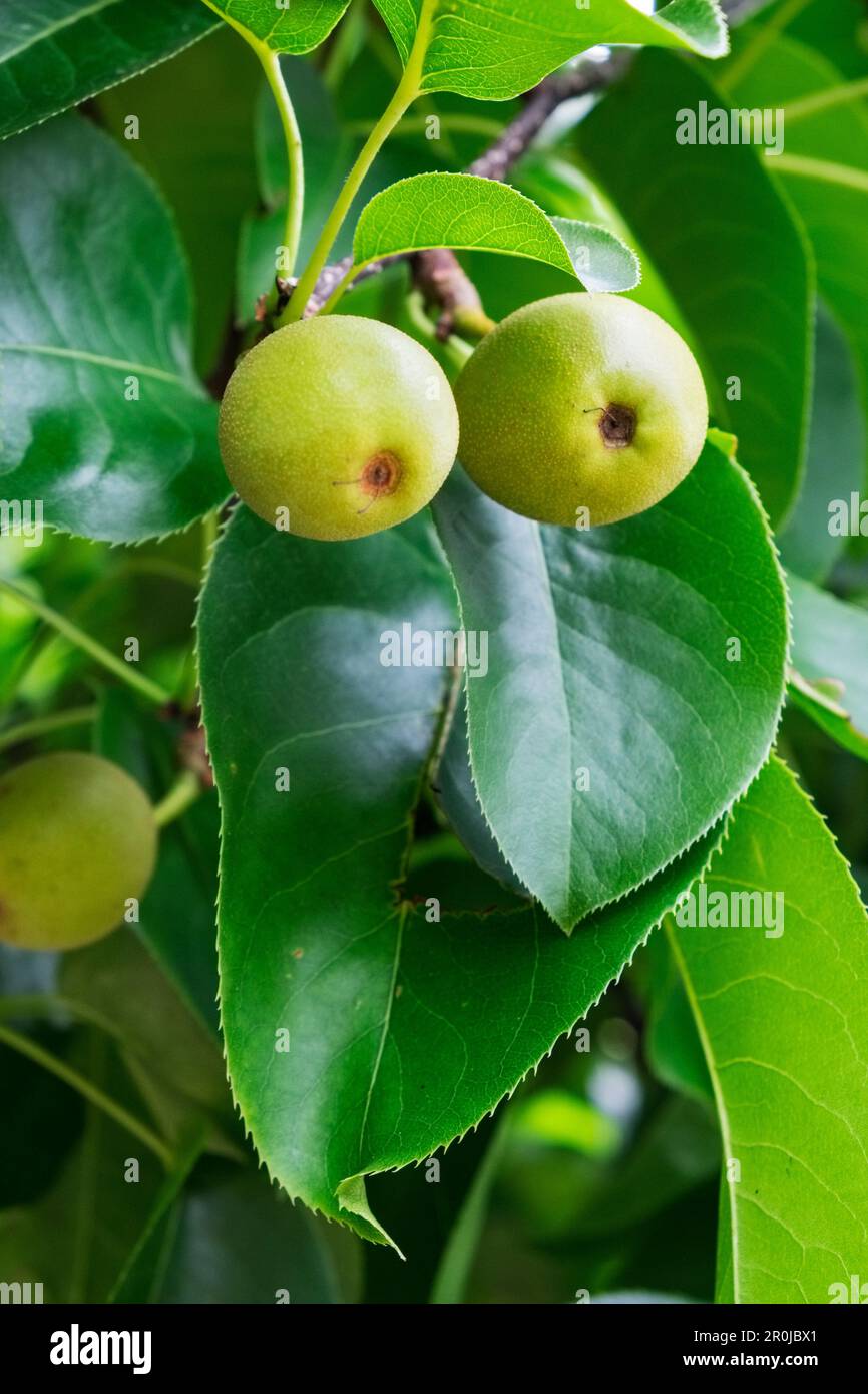 Frutti giovani di pera Nashi (Pyrus pirifolia kumoi) Foto Stock