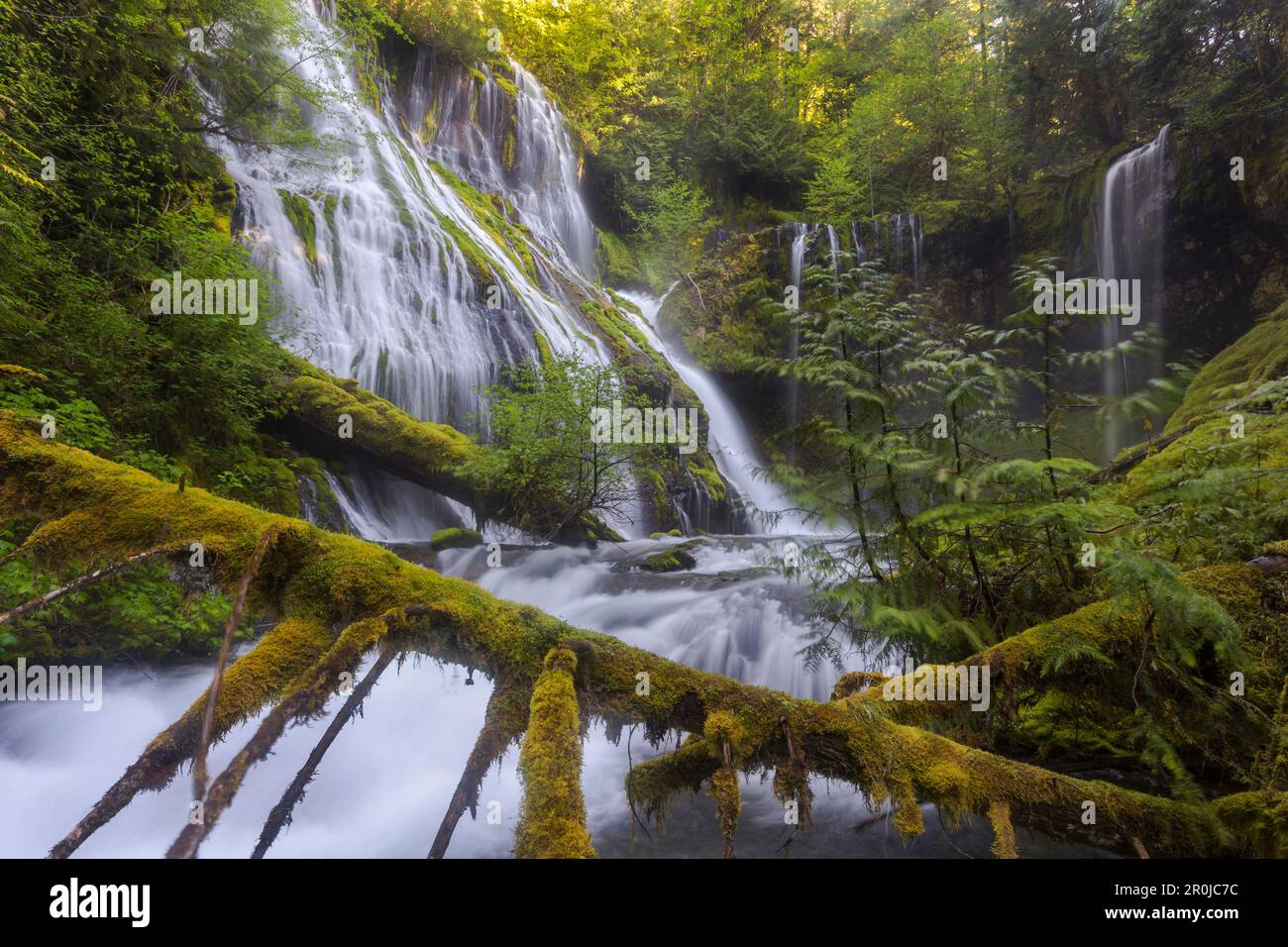 Panther Creek, Gifford Pinchot National Forest, Skamania County, Washington, Stati Uniti d'America Foto Stock