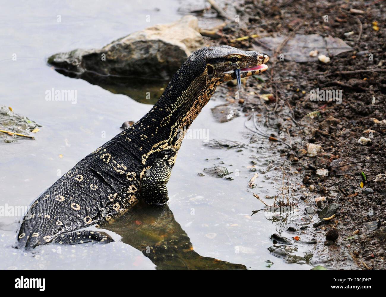 Una lucertola monitor nel parco Lumphinee a Bangkok, Thailandia. Foto Stock