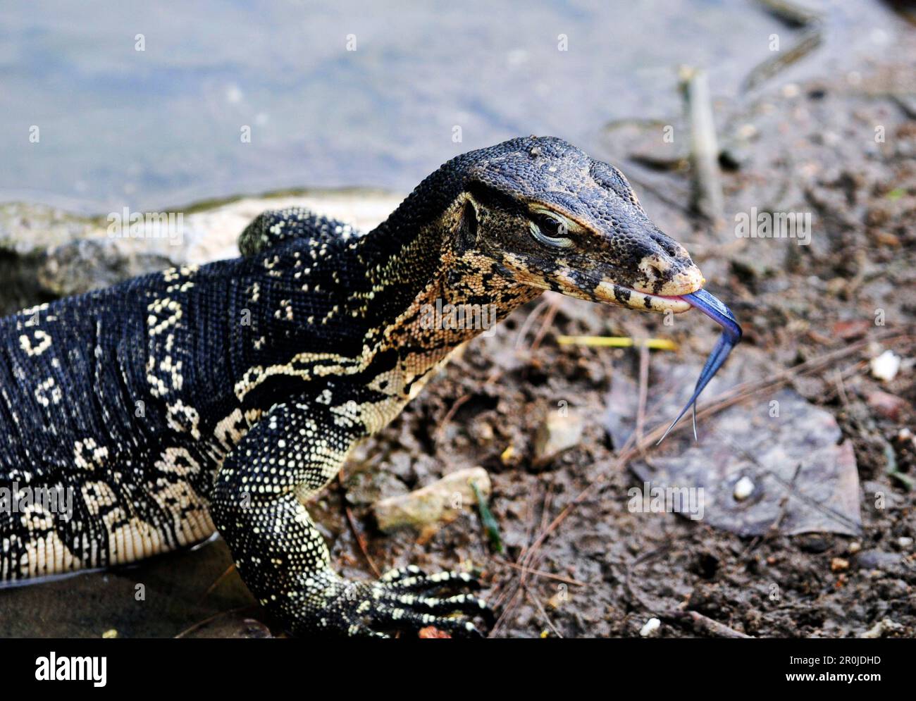 Una lucertola monitor nel parco Lumphinee a Bangkok, Thailandia. Foto Stock