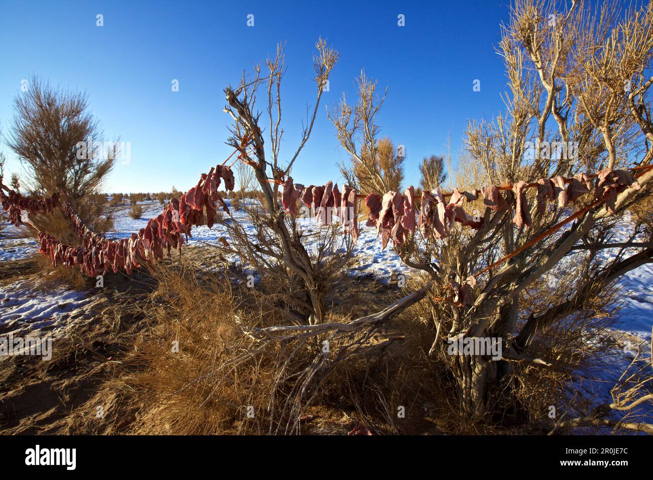 Carne di cammello appesa per asciugare su arbusti nel deserto di Gobi, Mongolia Foto Stock