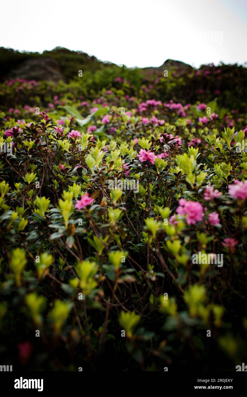 Flora alpina, ghiacciaio di Lower Grindelwald, Oberland Bernese, Svizzera Foto Stock