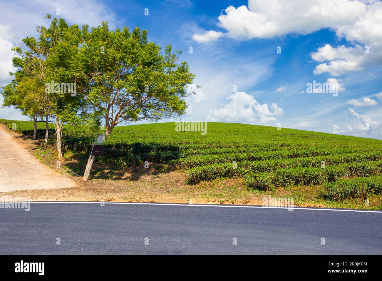 Choui Fong piantagione di tè e strada con cielo blu a Mae jan, attrazione turistica nella provincia di Chiang Rai in thailandia Foto Stock