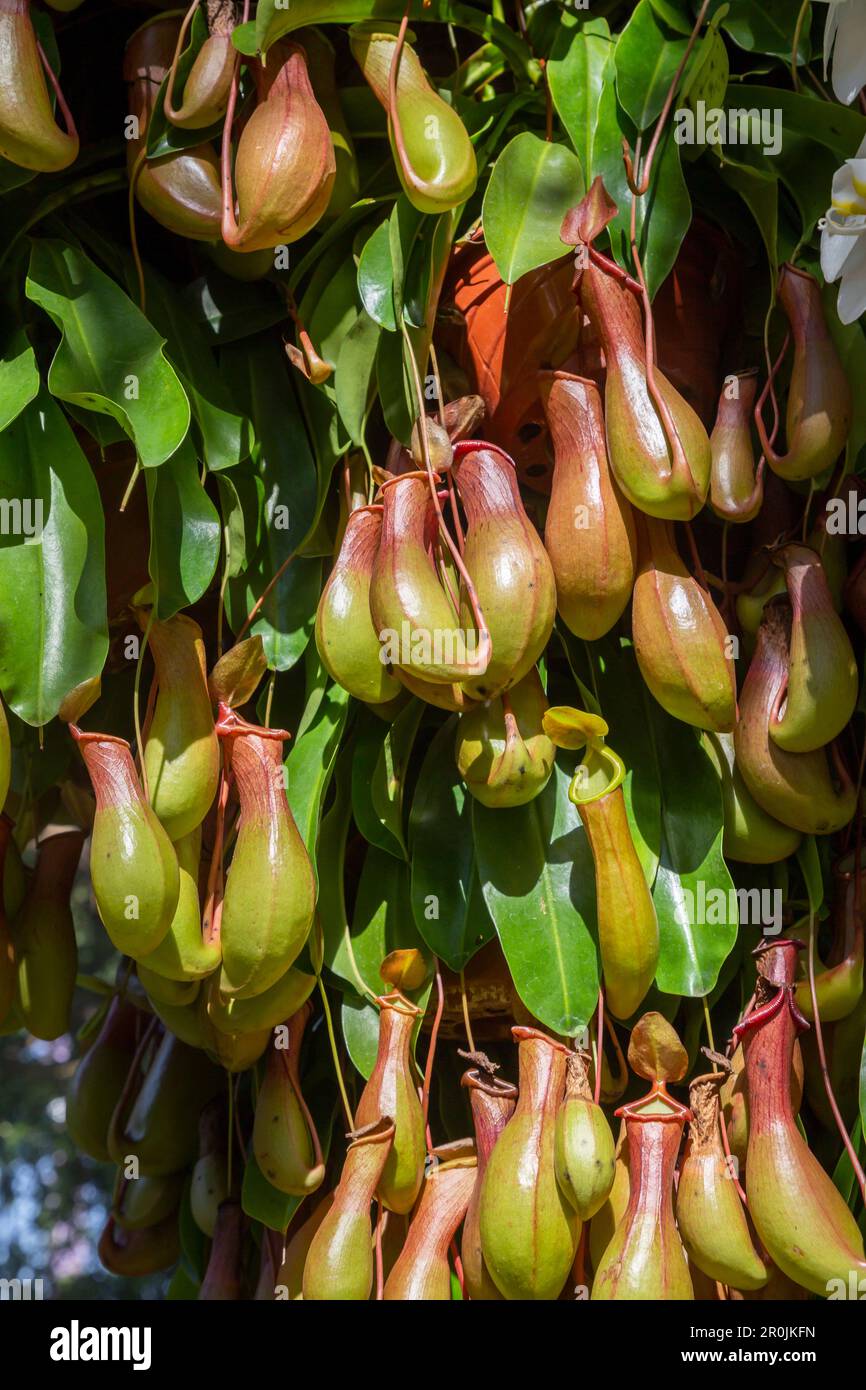 Chiudere il gruppo di Nepenthes Pitcher Plant Foto Stock