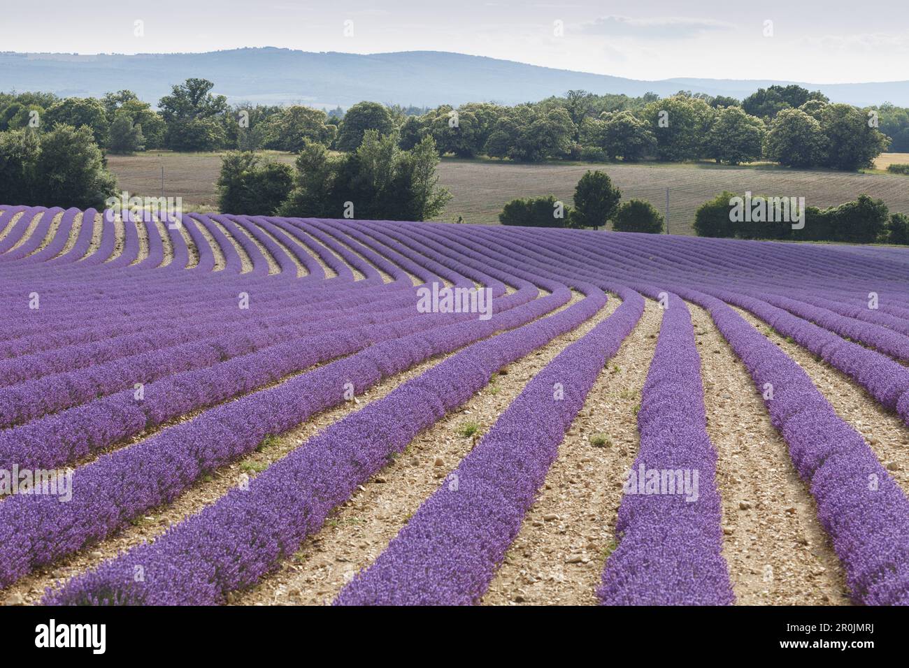 campo di lavanda, lavanda, lat. Lavendula angustifolia, nei pressi di Sault, Vaucluse, Provenza, Francia, Europa Foto Stock