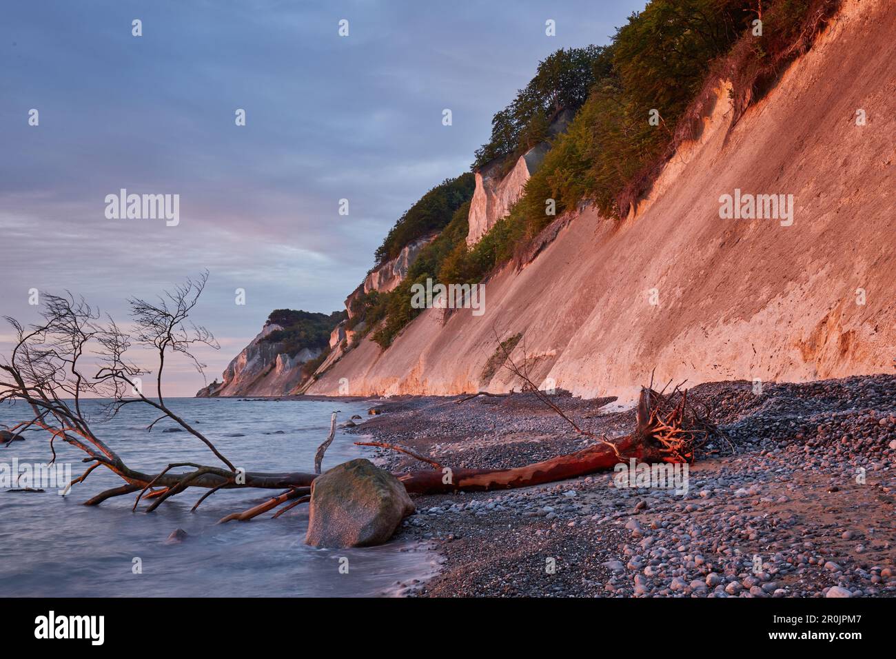 Chalk scogliere sulla isola di Mon, Danimarca Foto Stock