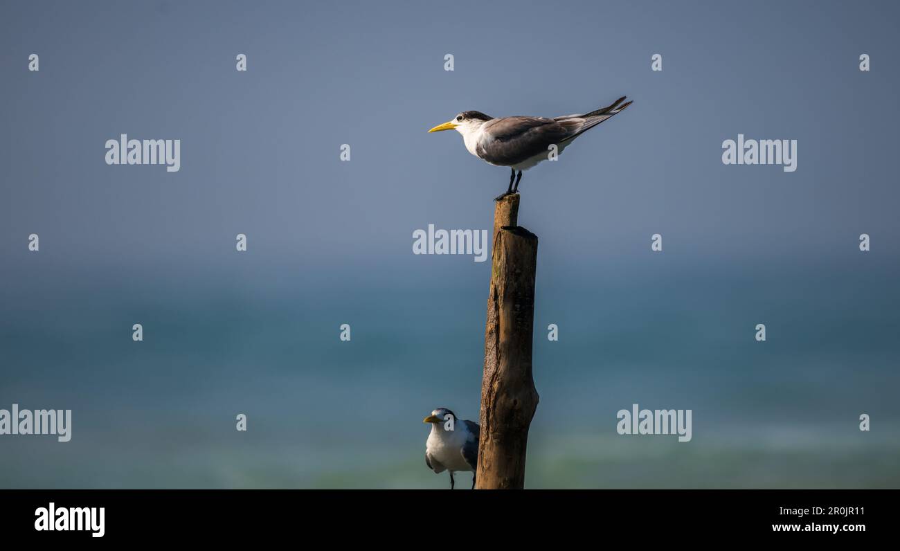 Un paio di latteri più grandi si appollaiano su un palo di legno sul mare. Foto Stock