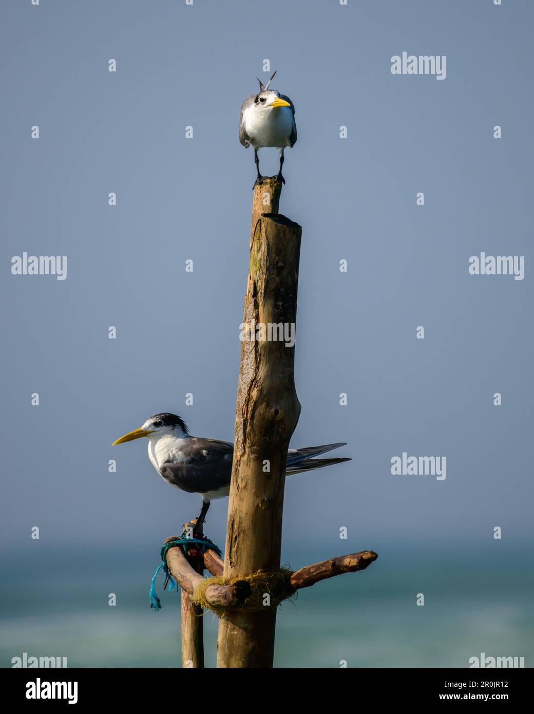 Un paio di latteri più grandi si posano su un palettino di legno sul mare. Foto Stock