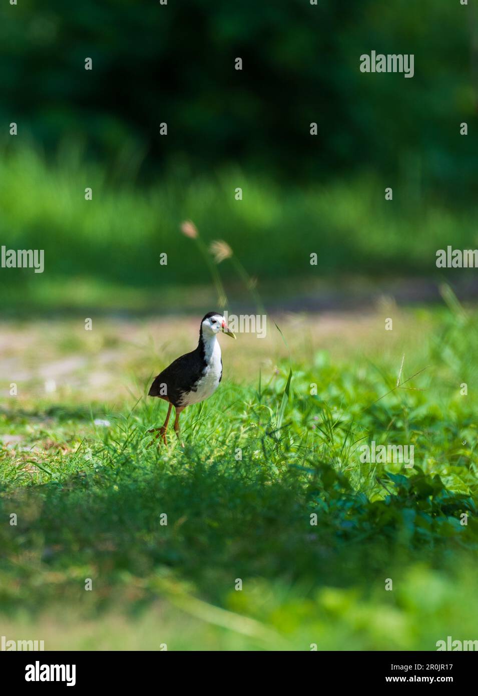 Waterhen bianco-breasted camminando sul sentiero del parco Kumbichchan Kulama in mattinata. Foto Stock