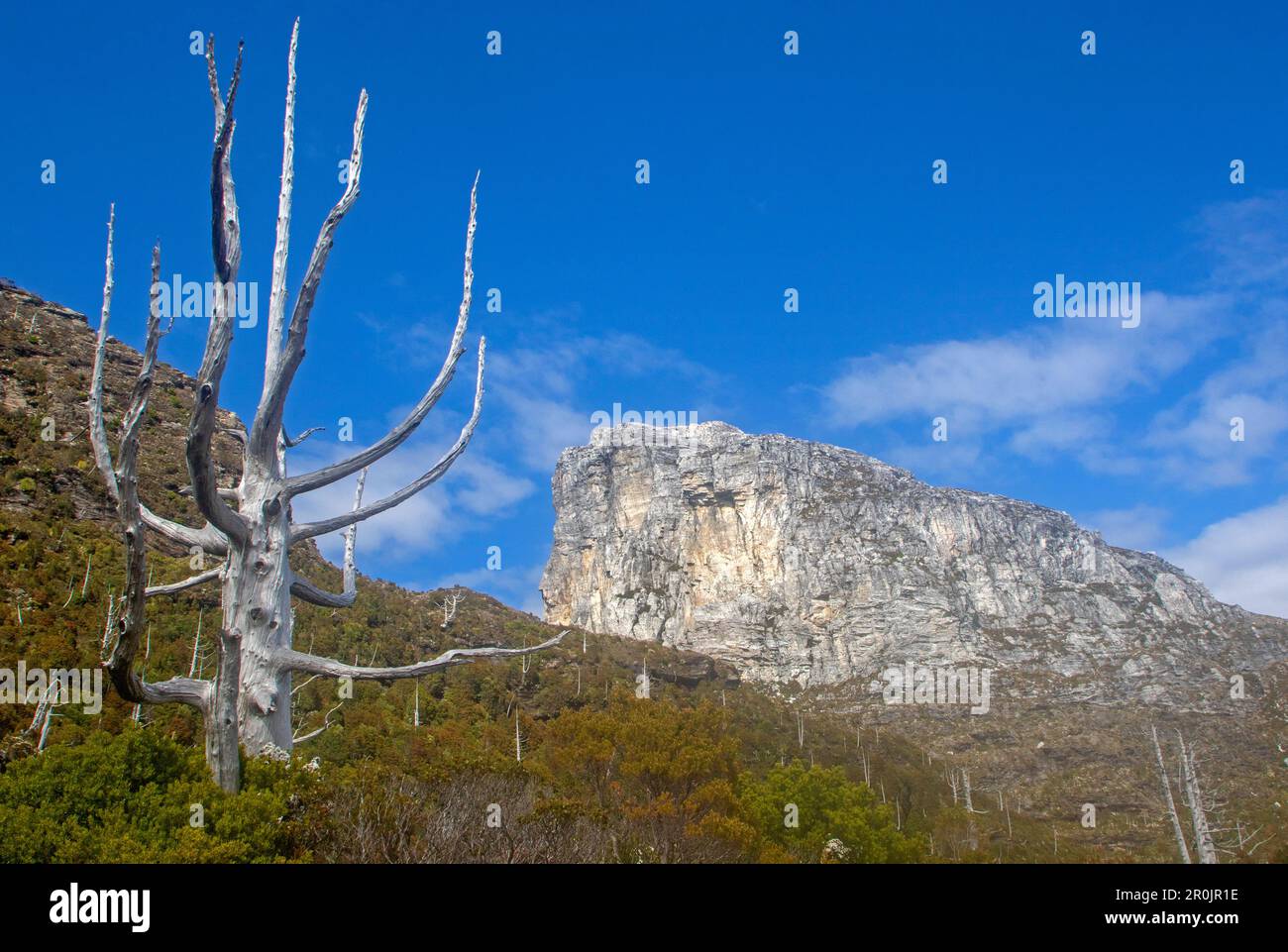 Tappo francese Foto Stock