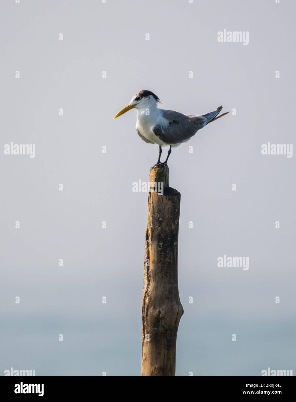 Maggiore crested terna appollaiata su un palo di legno, terna isolata su uno sfondo chiaro. Ritrattistica di uccelli di Tern. Foto Stock