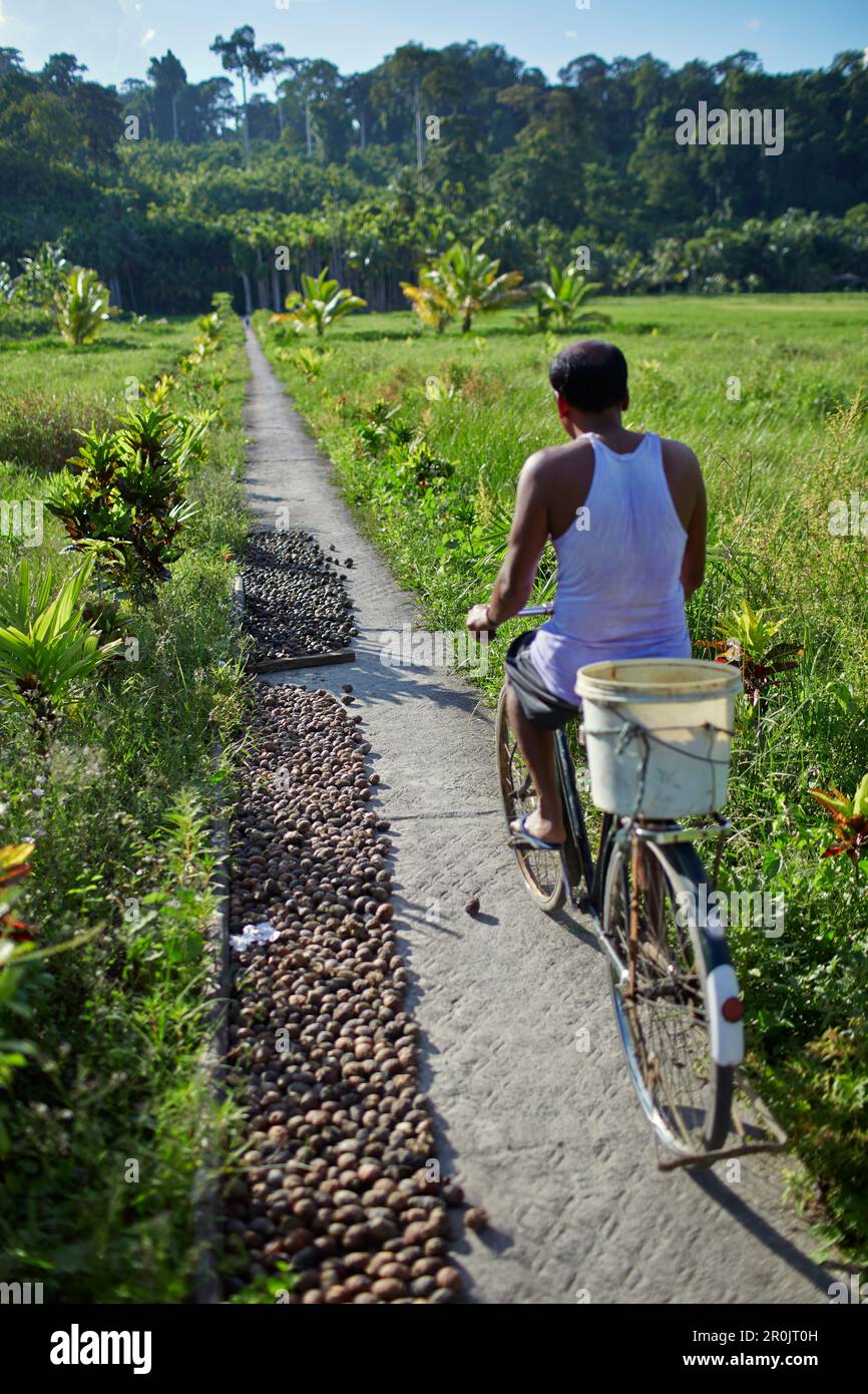 Ciclista sul percorso vicino al villaggio n° 7, risaie, Havelock Island, Andaman Islands, Union Territory, India Foto Stock
