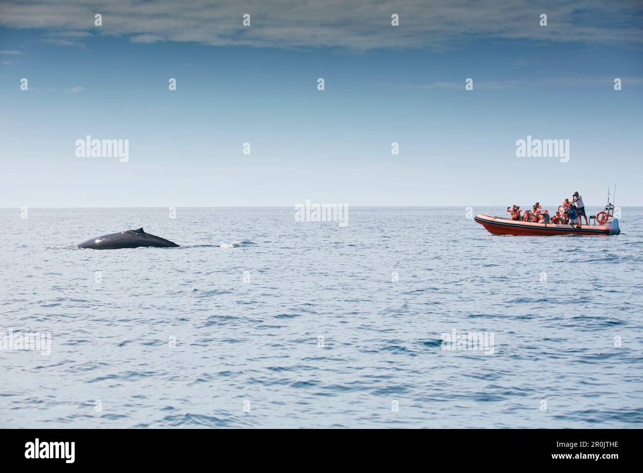 Megattere e barca di osservazione, Sagres, Algarve, Portogallo Foto Stock