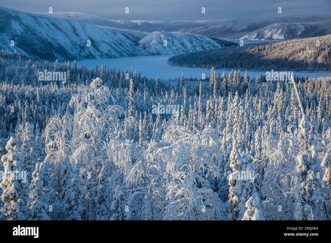 Alberi coperti di neve a Yukon River, Yukon-Koyukuk Census Area, Alaska, USA Foto Stock